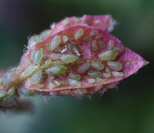 close-up of a pink bougainvillea leaf that appears to be infested with green aphids