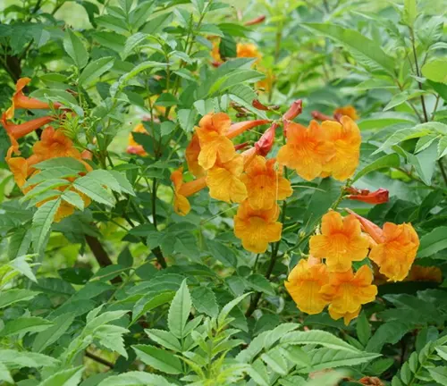 cluster of bright, orange-yellow flowers blooming amidst a backdrop of lush green foliage