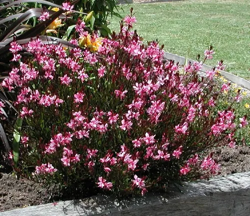 Lush Gaura plant with vibrant pink flowers and green foliage in a garden setting