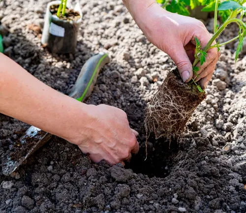 Hands transplanting a small plant with visible roots into the soil