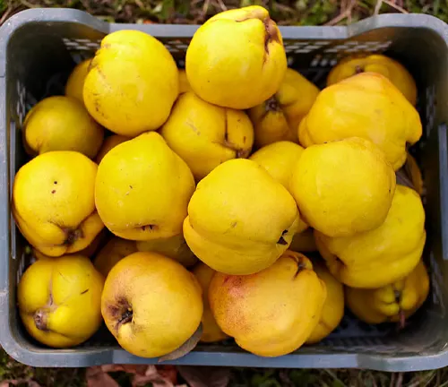 Quince Plant