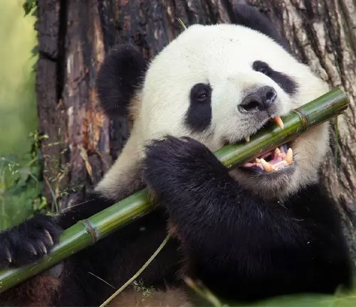Giant Panda Diet and Feeding Habits