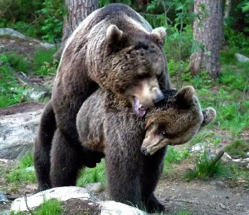 Two brown bears engaging in mating rituals in a forested area
