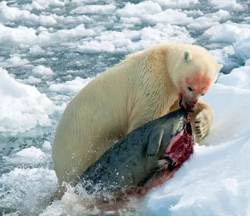 polar bear feeding on a seal amidst icy waters