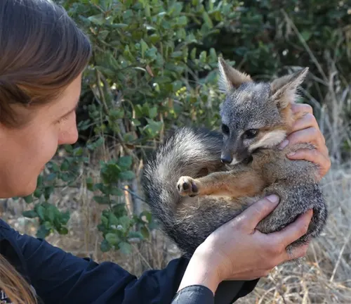Person holding a calm Island Fox in an outdoor setting