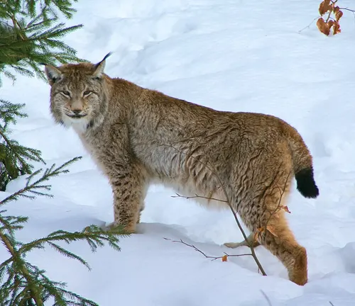 Red Lynx