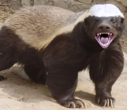 Honey Badger walking with its face obscured
