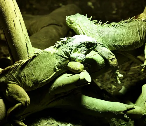 two green iguanas resting on thick wooden branches under dim, yellowish-green light in a controlled environment, possibly indicating the challenge of replicating their natural habitat indoors