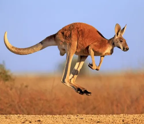 Red Kangaroo Long Legs and Powerful Hind Limbs