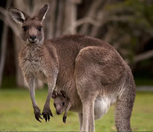 Antilopine Kangaroo