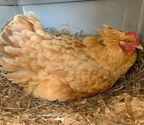 Orpington Chicken