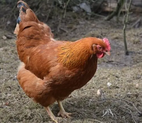 New Hampshire Red Chicken