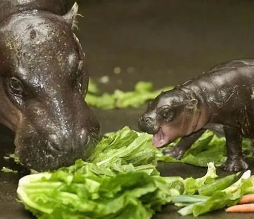 Herbivorous Diet Pygmy Hippopotamus