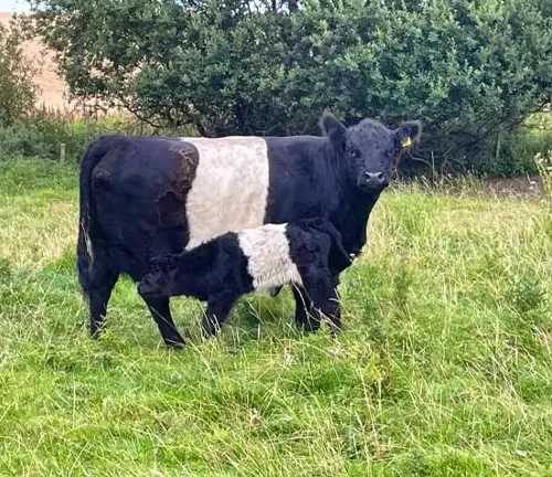 Breeding Cycles Belted Galloway Cattle
