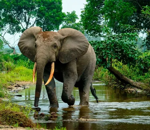 African Forest Elephant 