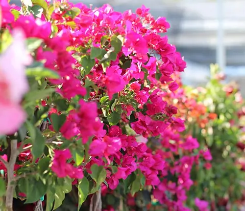 a close-up view of bright pink bougainvillea flowers in full bloom