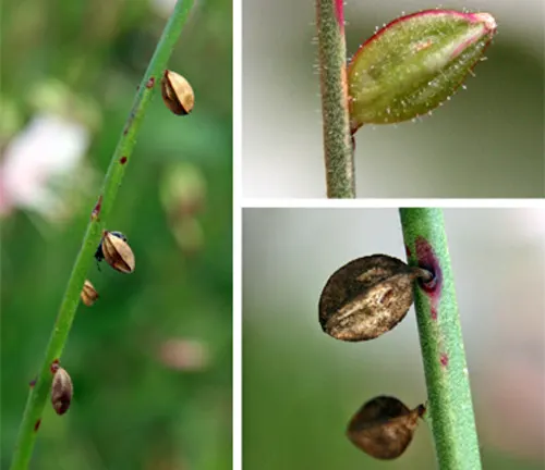 Close-up views of Gaura plant’s seed pods and stems