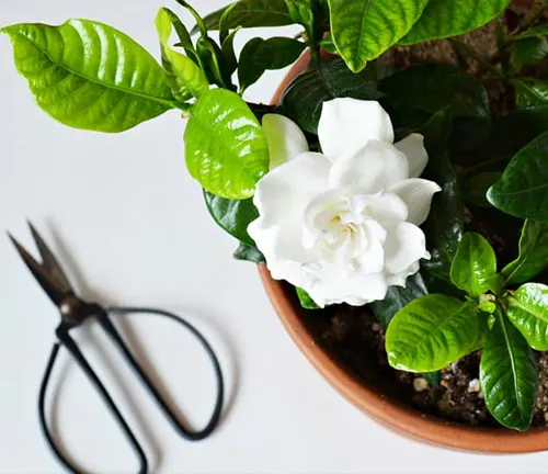 Potted plant with a white flower next to black pruning shears