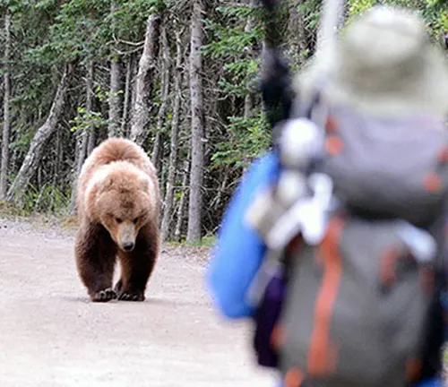 Hiker observing a brown bear on a forest trail