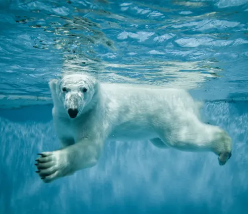 polar bear swimming underwater