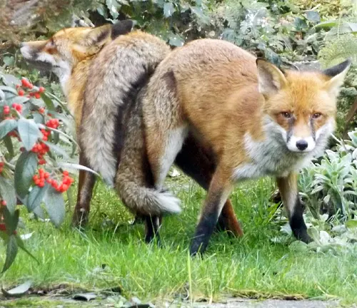 Red Fox Mating Season