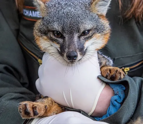 Researcher holding an Island Fox for study