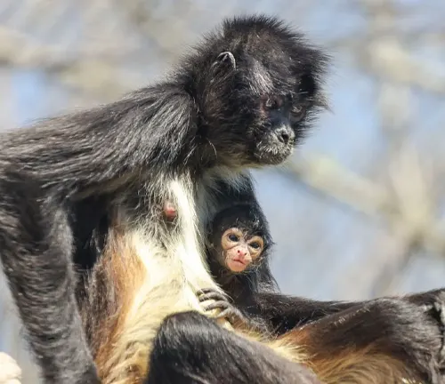 Spider monkey mother carrying her infant in a natural setting