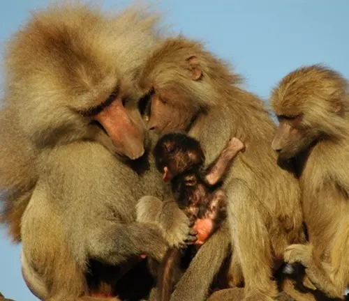 Macaques Monkey Social Behavior and Hierarchies