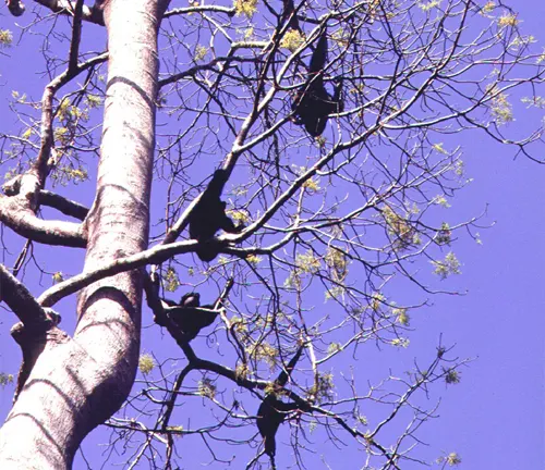 Siamang Gibbons perched on a tree against a clear blue sky