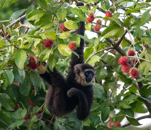 Agile Gibbon Diet and Feeding Habits