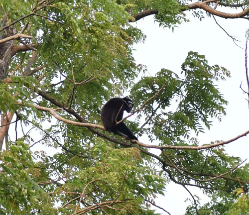 Eastern Hoolock Gibbon