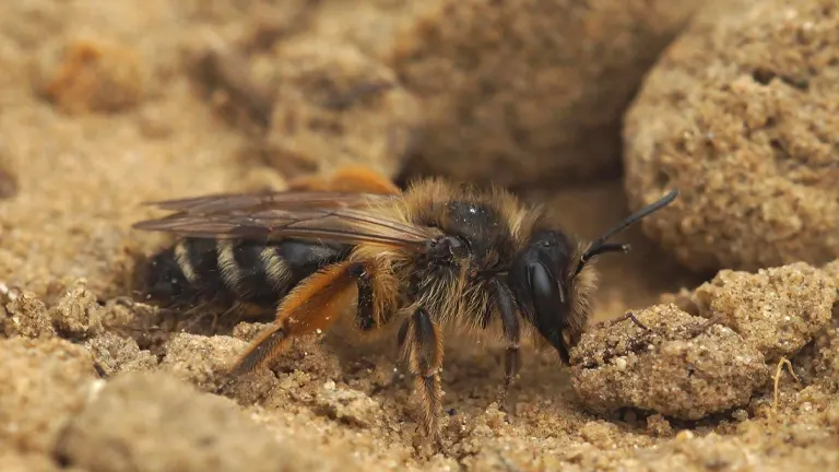 Andrena