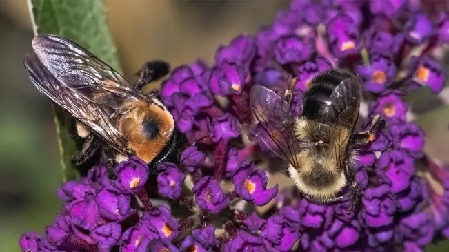 Apidae Social Structure