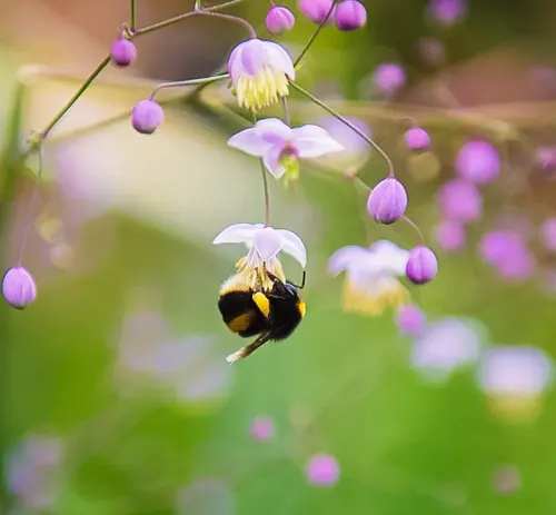 Bumblebees (Genus Bombus)