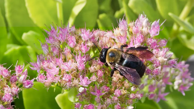 Apidae