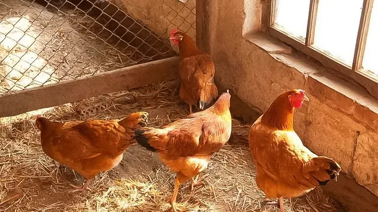 four chickens standing on straw bedding inside a wooden coop