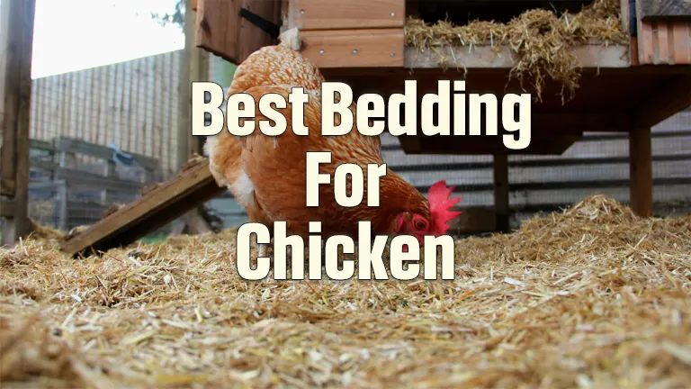 Best Bedding For Chickens