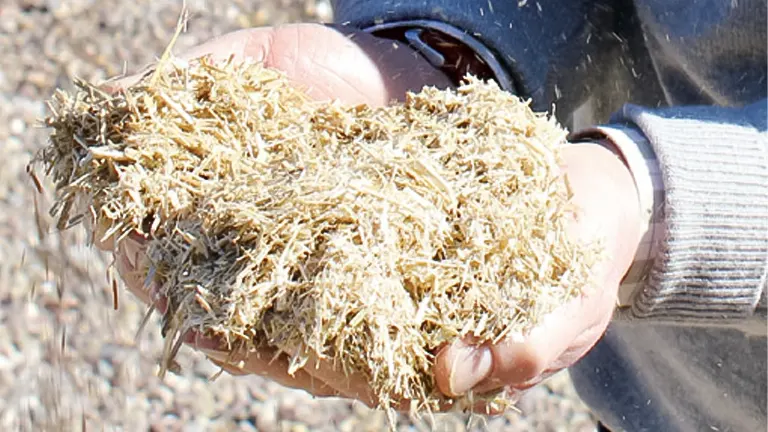 person holding a handful of straw bedding for chickens