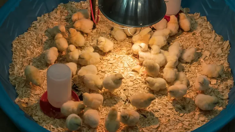 chicks on wood shavings bedding material with a heat lamp and feeder