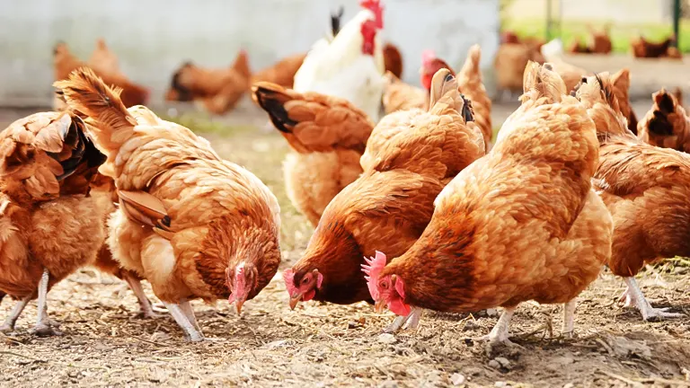group of chickens pecking at straw bedding material on the ground
