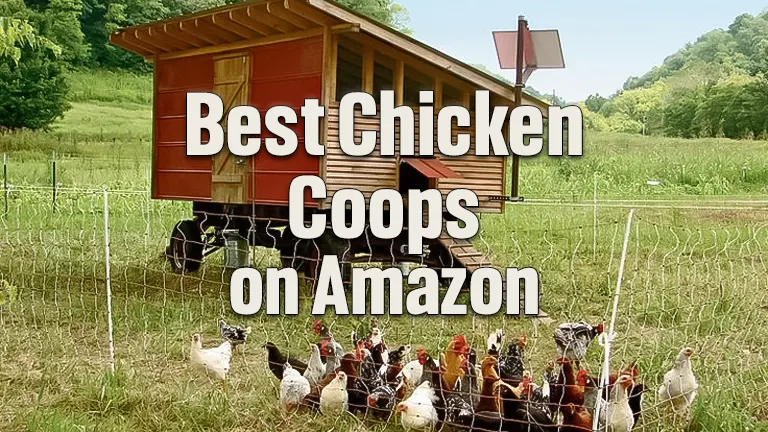 The Best Chicken Coop and Accessories of 2024