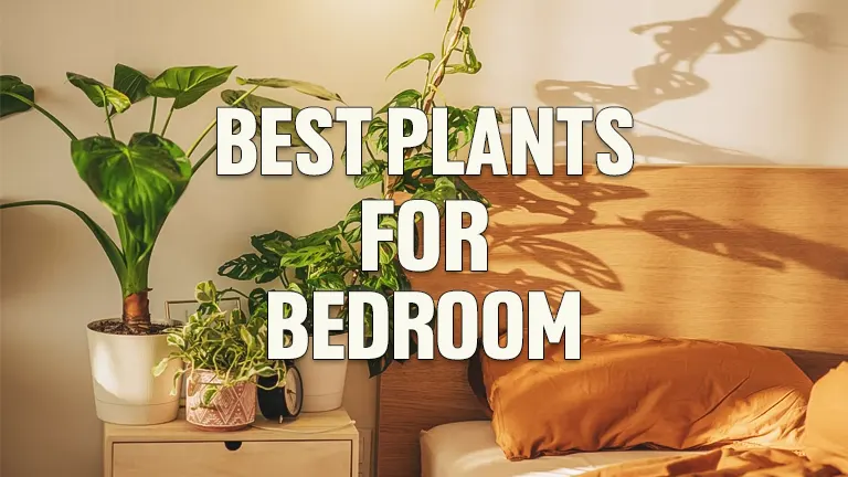 Best Plants for Bedroom