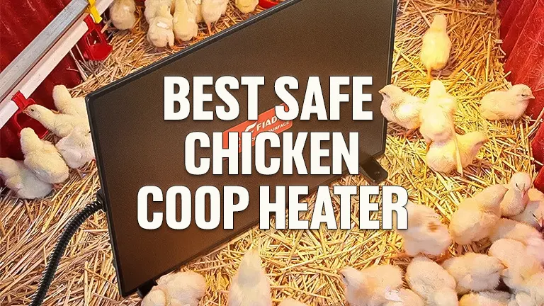 Best Safe Chicken Coop Heater