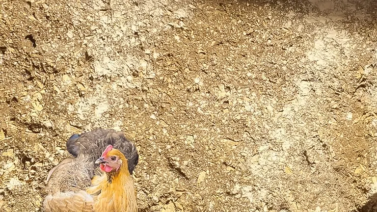 chicken on a sandy ground in a coop