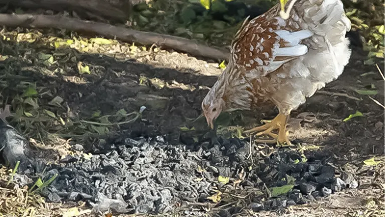 chicken pecking at the ground covered with black sand in a natural outdoor setting