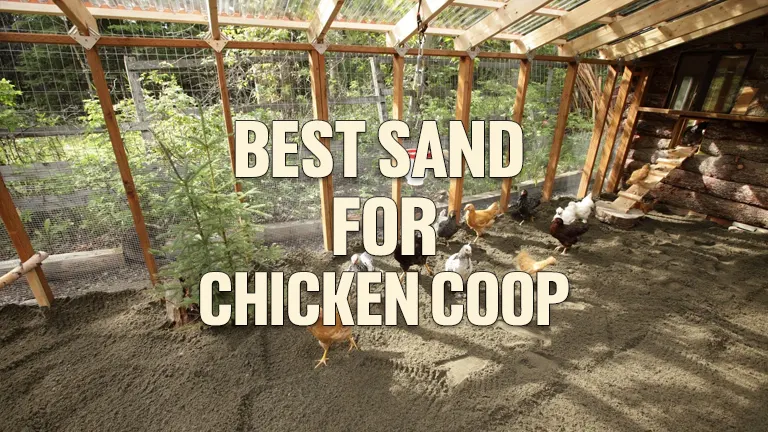 Best Sand for Chicken Coop