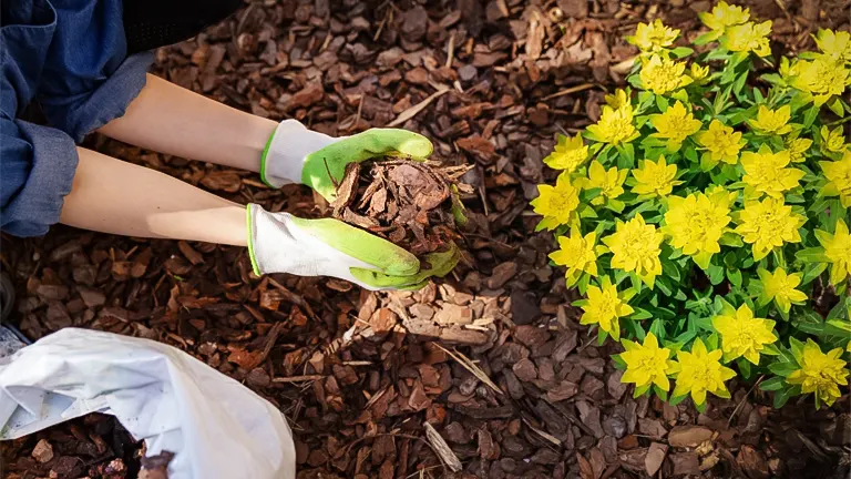 A person wearing green and white gloves is spreading mulch around a vibrant yellow flowering plan