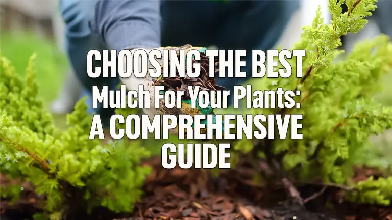 Choosing the Best Mulch for Your Plants: A Comprehensive Guide