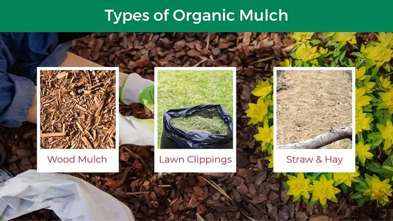 A visual guide showcasing three types of organic mulch: wood mulch, lawn clippings, and straw & hay