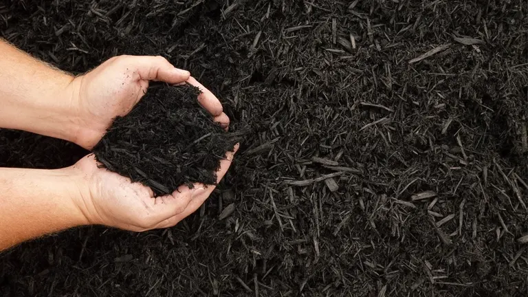A pair of hands holding organic black mulch